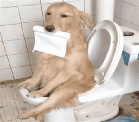 poop gif|funny poop gif.